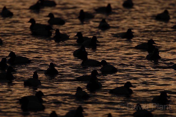 Pochard flock at dusk - M.JPG - Pochard flock at sunset  - Welney